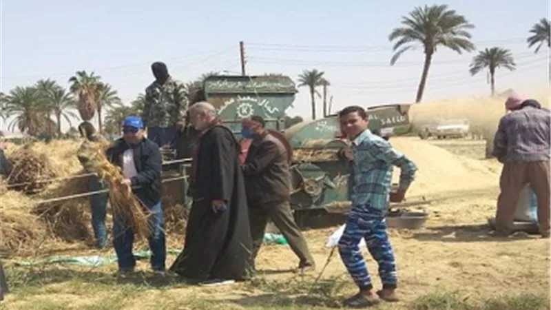 الزراعة تعلن توصيات هامة لمزارعي القمح مع بداية موسم الحصاد