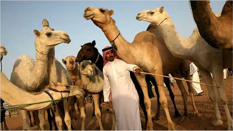 السيول تجرف قطيعاً من أجود سلالات الإبل في السعودية