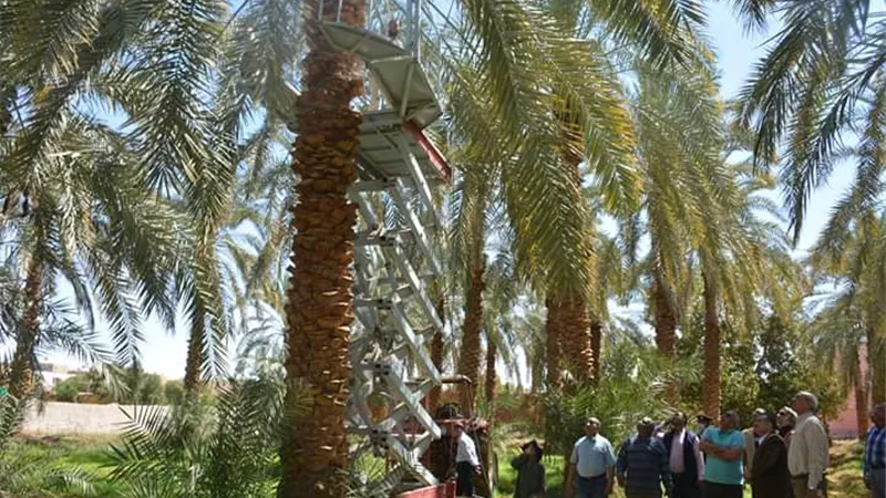 الزملوط يشهد نجاح تجربة اول سلم كهربائي لصعود النخيل بالوادى الجديد
