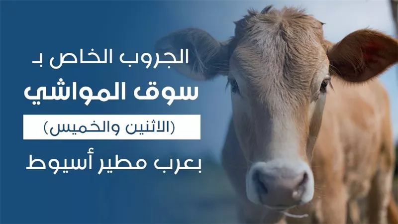 سوق الكتروني للمواشي بأسيوط