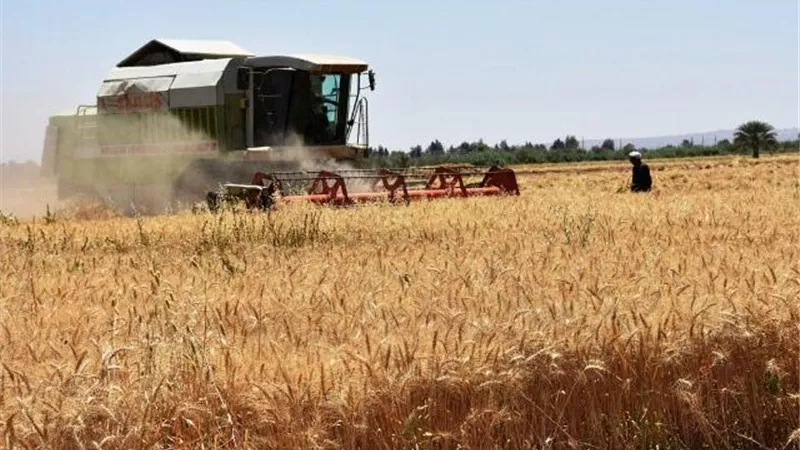 عطية: أسوان هى أول محافظة تقوم بتوريد محصول القمح للموسم الحالى 2020