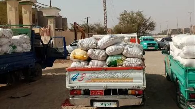 بدء موسم توريد القمح المحلي بقنا