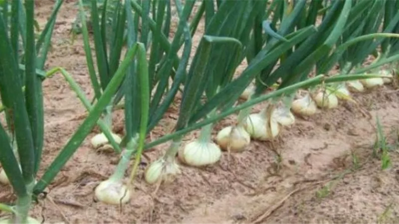 الفلاحين