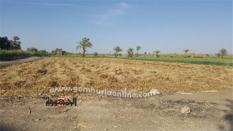الجمهورية أون لاين ترصد حصاد سنابل الذهب الأصفر في الأقصر .صور