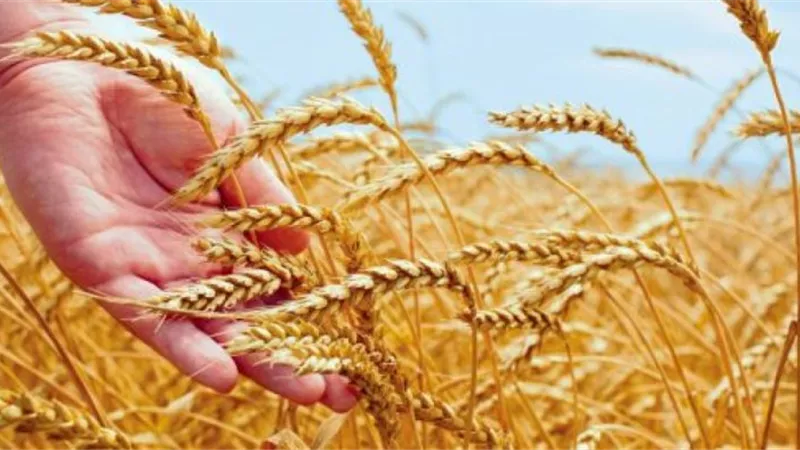 ارتفاع أسعار صادرات القمح الروسي بسبب نفاد الكمية المخصصة للتصدير بعد هذا الموعد
