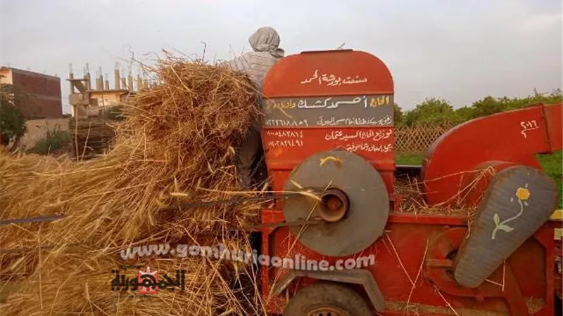 مزارعو المنوفية يقضون شم النسيم فى ضم ودراس الذهب الأصفر.. فيديو وصور