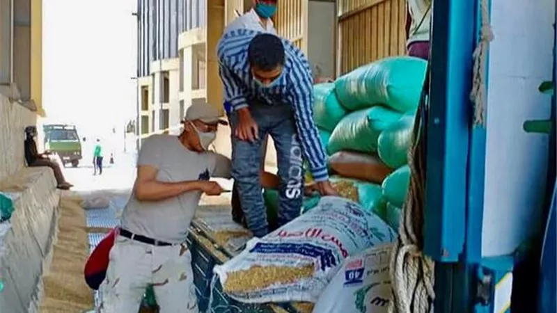 توريد 3324 طن قمح من المزارعين في كفرالشيخ