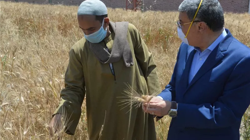 محافظ المنيا يتفقد احد حقول القمح اثناء حصاده