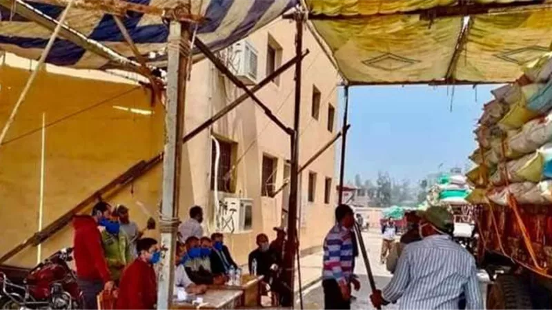 توريد 7559 طن قمح بكفر الشيخ