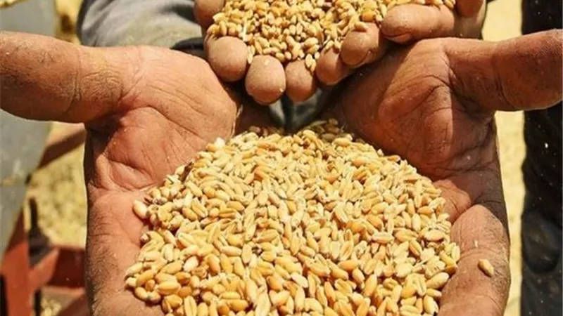 نقيب الفلاحين: دعوة الرئيس بعدم تخزين اقماح في بيوتهم.. واجب وطنى ودينى.