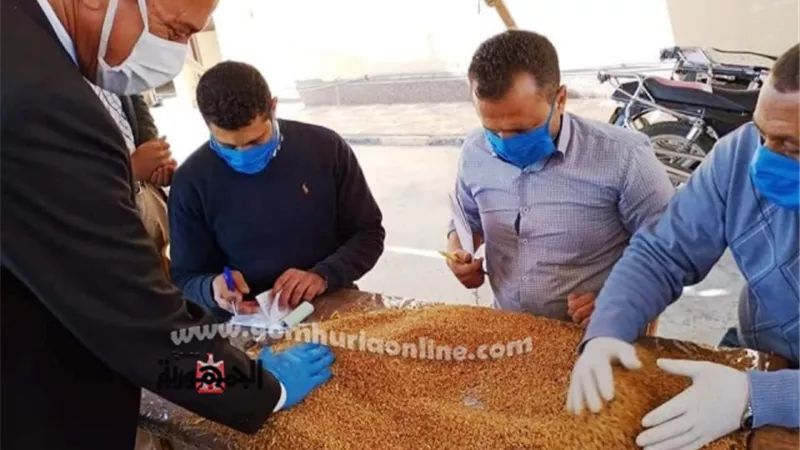توريد 12384 طن في كفرالشيخ