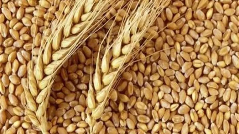 توريد 8200 طن قمح والمحصول مبشر بالخير بالقليوبية