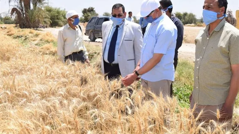 جامعة سوهاج تواصل حصاد ودريس القمح