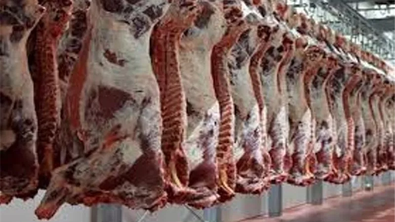 الزراعة توافق على استيراد لحوم حمراء وعجول تسمين لشهر رمضان وعيد الأضحى