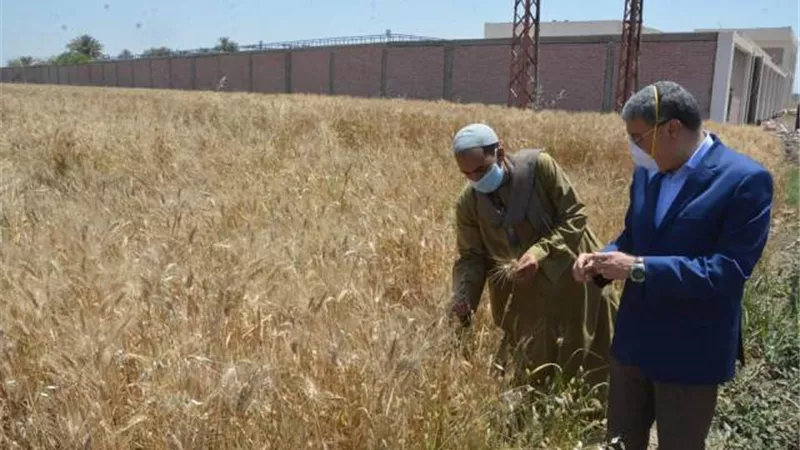 مدير تموين المنيا: توريد ١٠ الاف أطنان قمح بالشون والصوامع