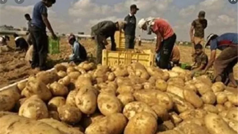 نقابة الفلاحين