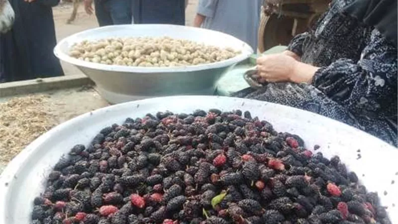 فض سوق بيع التوت في قرية صرد بالغربية