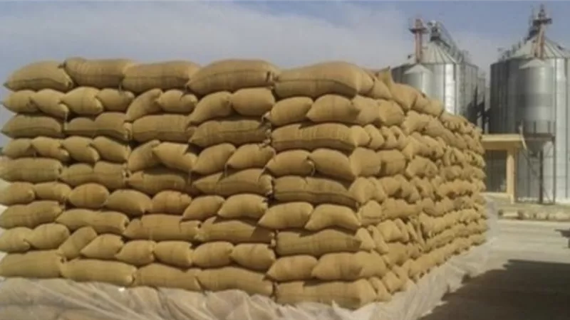 توريد 7919 طن قمح للصوامع والشون حتى الآن
