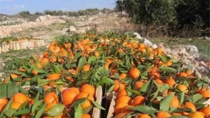 الزراعة : صدرنا 1.2 مليون طن من الموالح رغم أزمة كورونا و550 ألف طن بطاطس