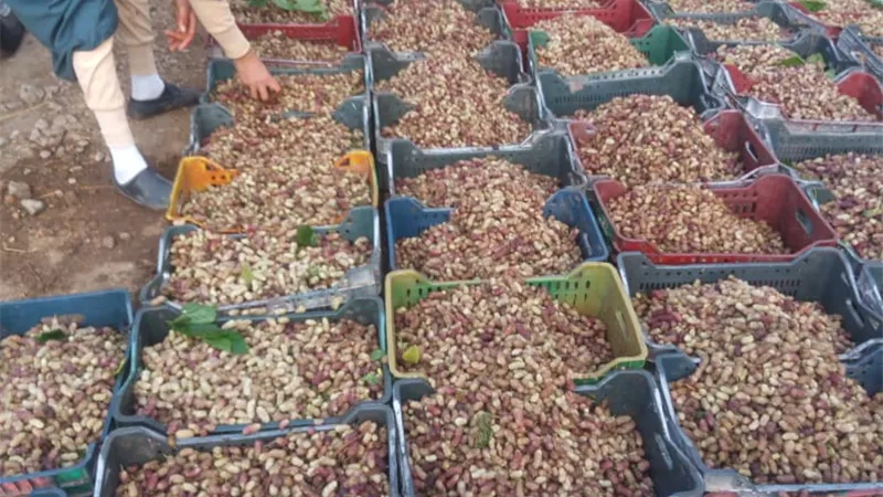 مجلس مدينة قطور بالغربية يفض أكبر سوق لبيع التوت لمنع انتشار 