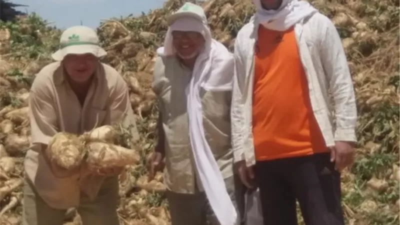 الزراعة: بدء حصاد البنجر في مساحة 3 الآف فدان في غرب المنيا