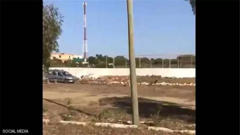 بالفيديو.. فرنسي يدهس عمدًا أغنامًا في المغرب ويهدد صاحبها بنفس «المصير»