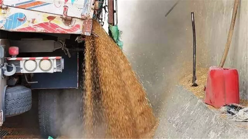 صوامع وشون الشرقية تستقبل 29151 طن من حصاد الخير.. بالصور