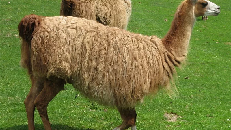 حيوان اللاما قد يكون سببا في علاج فيروس كورونا