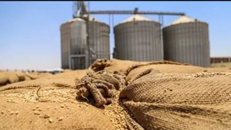 نقيب الفلاحين يكشف اسباب زيادة معدل توريد الاقماح وتدني اسعار التبن