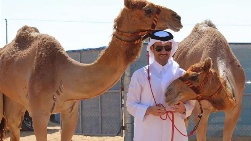 الهديفي: سباقات الهجن موروث ثقافي عربي قديم