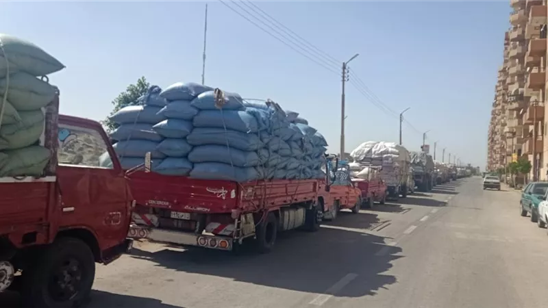 توريد 132 ألف طن قمح للشون والصوامع بالمنيا