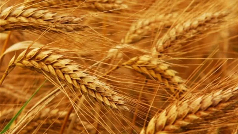 توريد ١٠٣ الف طن قمح بالقليوبية