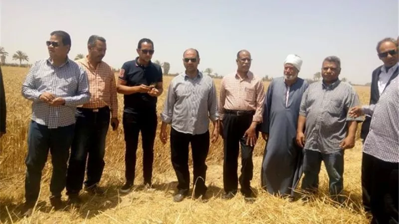 القنطرة شرق تحتفل بحصاد الذهب الأصفر .صور
