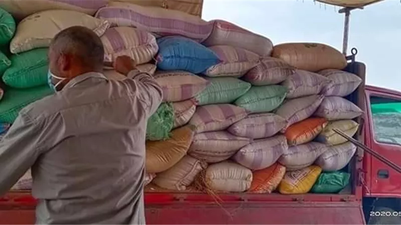 توريد 139418طن قمح بكفر الشيخ