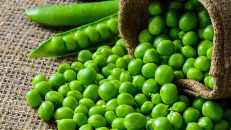 البسلة تحسن صحتك الانجابية