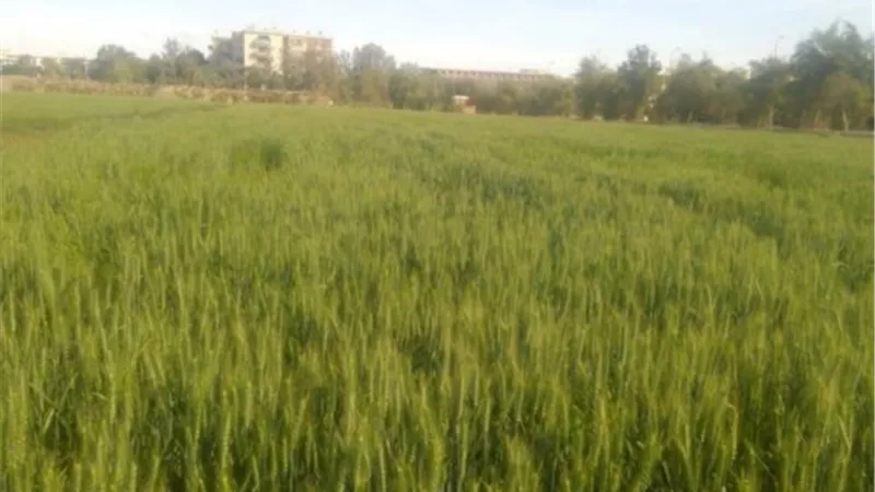٥١ فدانا بالمحاصيل الحقلية وأشجار مثمرة على مساحة ١٩ فدان بكلية الزراعة بقنا