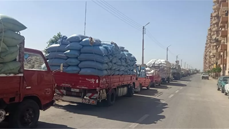مزلرعو القمح بالمنيا يواصلون توريد المحصول
