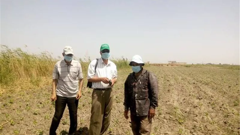 5 نصائح هامة في خطة المكافحة الحقلية لمحصول القطن بالإسماعيلية .صور