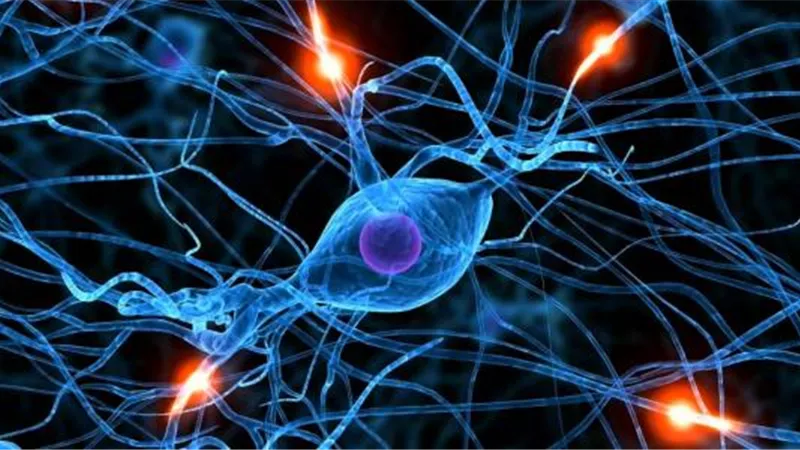 العلماء يثبتون تجدد الخلايا العصبية ويدحضون الأساطير حول ذلك