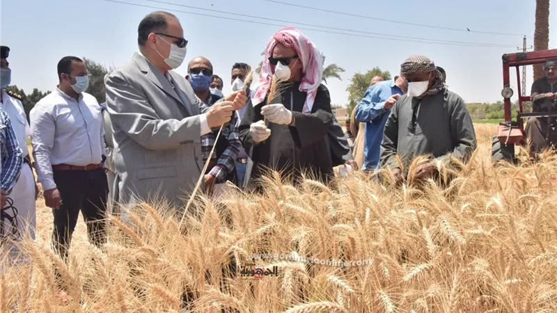 محافظ أسيوط : توريد 133 الف و378 طن قمح لمراكز التجميع والصوامع حتى اليوم وارتفاع معدلات التوريد عن العام الماضى