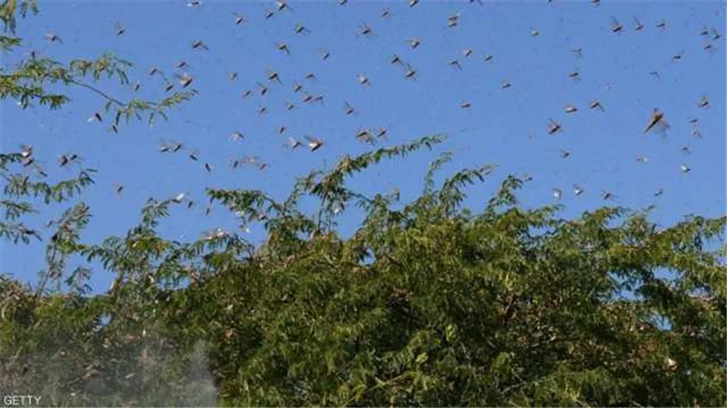 الجراد يضرب الهند بقوة.. أسوأ غزوة منذ 30 سنة