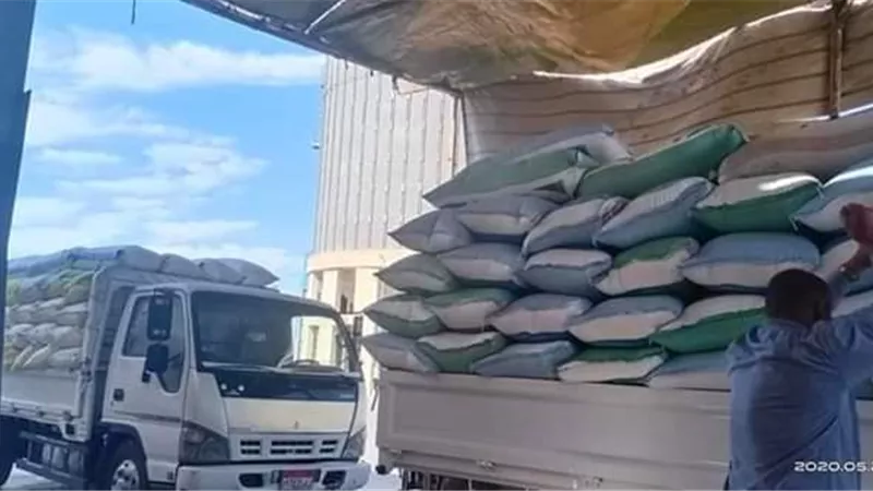 توريد 166003 طن قمح بكفر الشيخ