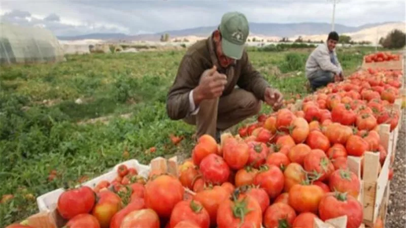 بالفيديو.. ٣ ملايين طن صادرات مصر الزراعية هذا العام
