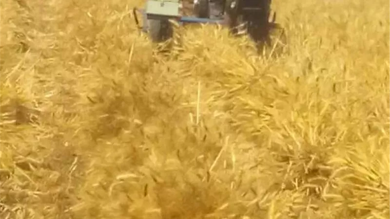 توريد 1295 طن قمح بشون وصوامع الأقصر اليوم والإجمالى يصل إلى 20705 طنا