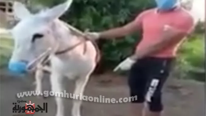 بالصور.. لفتة انسانية ابن سوهاج يضع كمامة وقفاز على قدم حماره لحمايته من كورونا