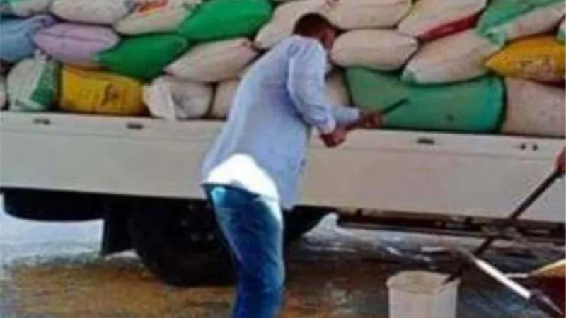 توريد 208 ألف و438 طن قمح ببنى سويف