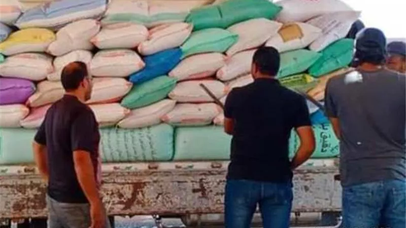 توريد 171702 طن قمح بكفر الشيخ