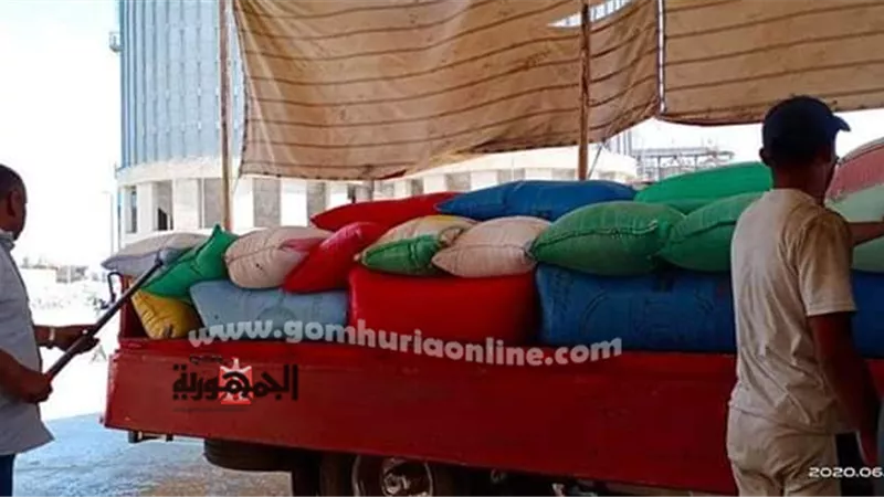 توريد 172367 طن قمح بكفر الشيخ