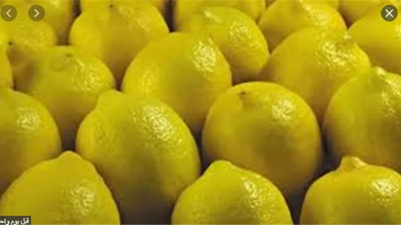 نقيب الفلاحين .. كورونا السبب في إرتفاع أسعار الليمون