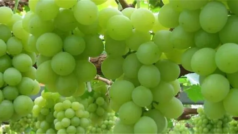 فوائد عديدة للعنب الأخضر.. أبرزها الوقاية من السرطان والزهايمر
